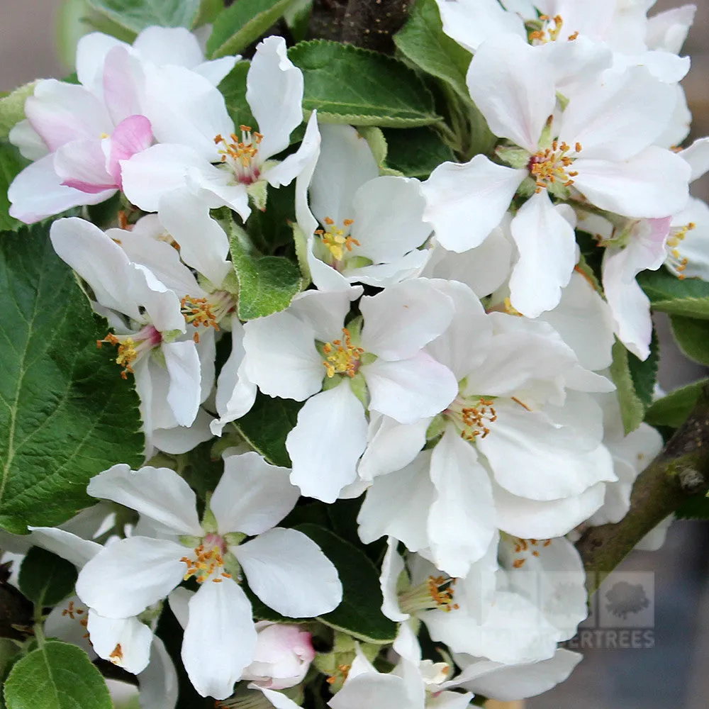 Malus Charlotte - Ballerina Apple Tree